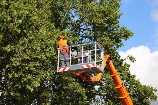 Tree and Shrub Care in West Jefferson, OH